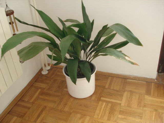 aspidistra